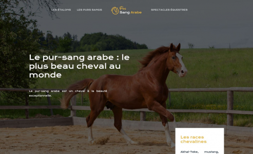 https://www.pur-sang-arabe.fr